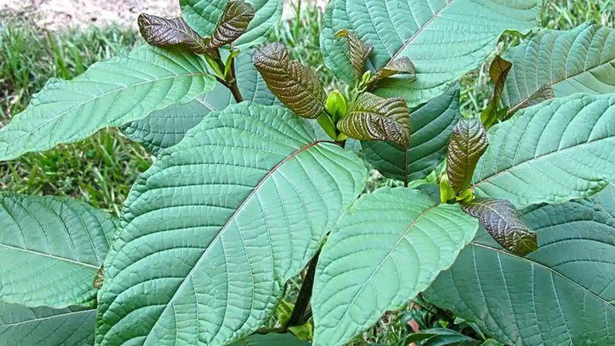 Tahu Daun Kratom? Ini Manfaat dan Efek Sampingnya Dalam Dunia Medis, Kata Peneliti BRIN