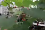 Melihat Taman Anggur di Bangunan Gedung Kosong