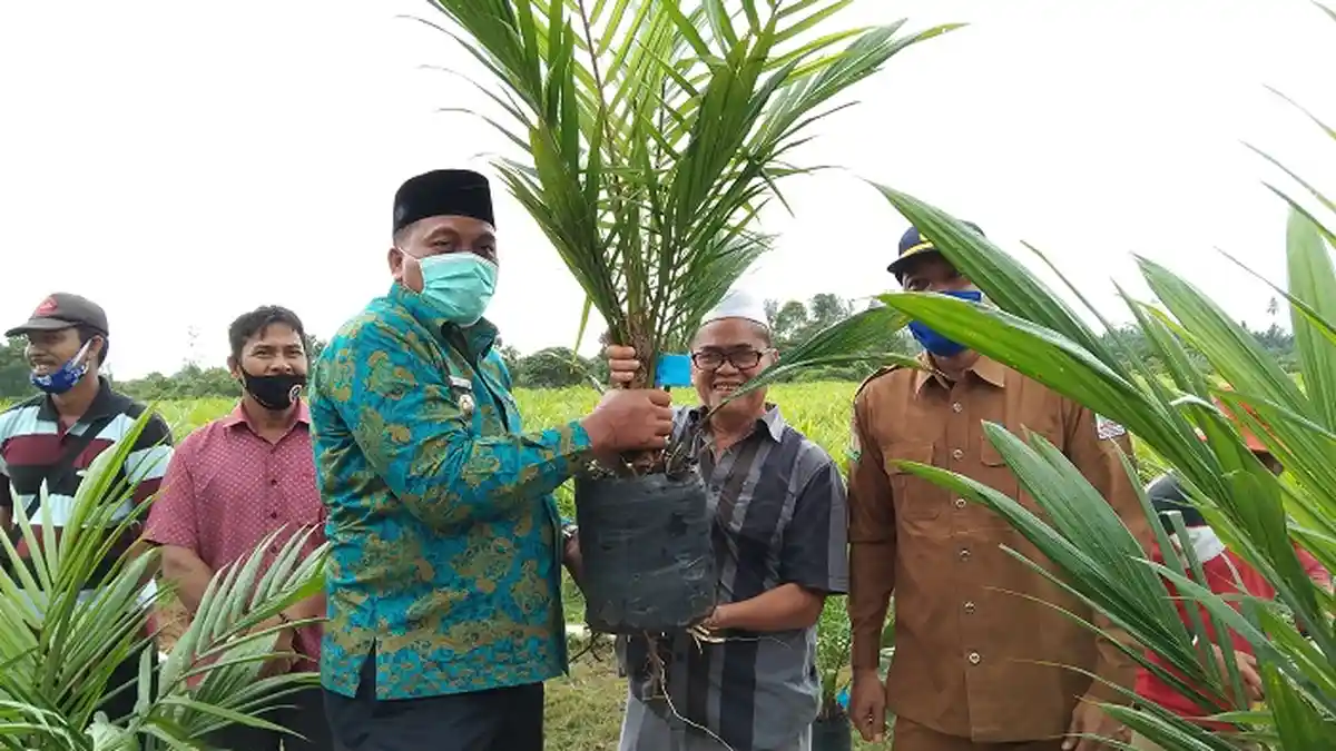 Produksi Bibit Sawit Dinas Perkebunan Aceh Singkil Dibagikan kepada Masyarakat      