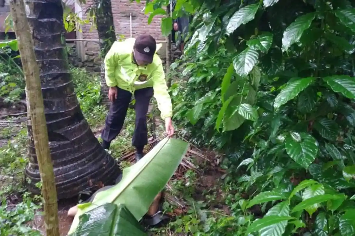 Seorang Penderes Nira di Banyumas Tewas Jatuh dari Pohon Kelapa Setinggi 10 Meter