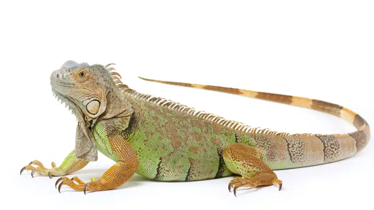 Iguana Tak Mau Makan? Bagaimana Solusinya