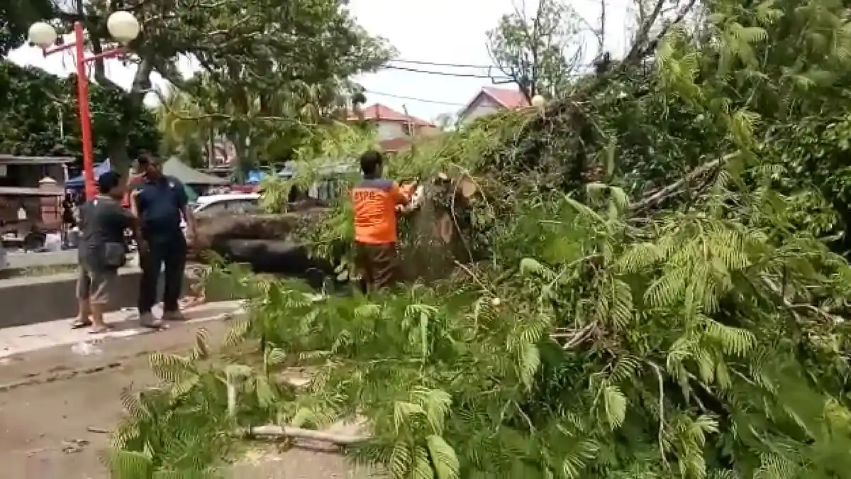POPULER - Pohon Tumbang Timpa Mobil di Parkiran GHAS| PIPIS Punguti Sampah di Pantai Air Manis