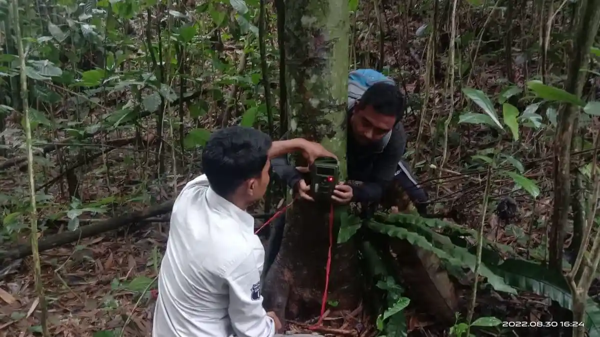Analisis Awal BKSDA: Bisa Jadi Anak Harimau Sumatera yang Sedang Belajar Berburu