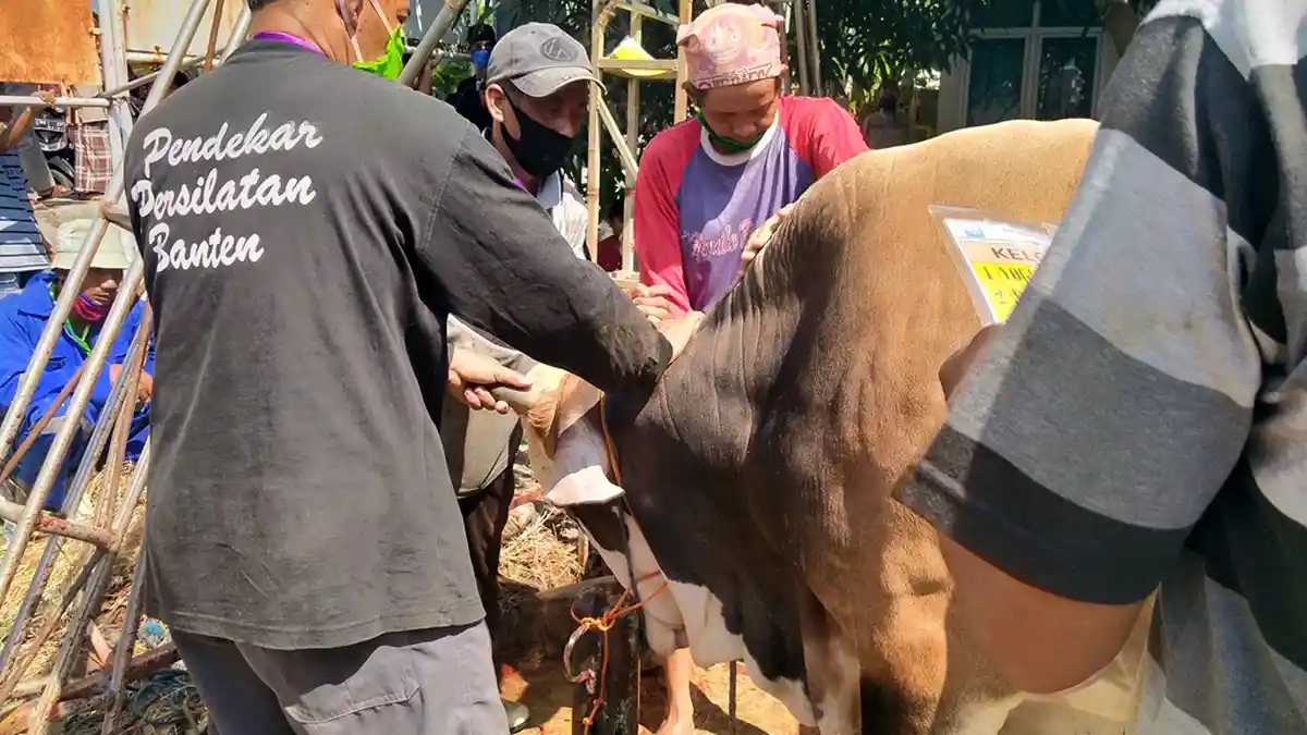 Penyembelihan Hewan Kurban di Jabar Tidak di Saat Iduladha, Tapi di Hari Tasyrik, Ini Ketentuannya
