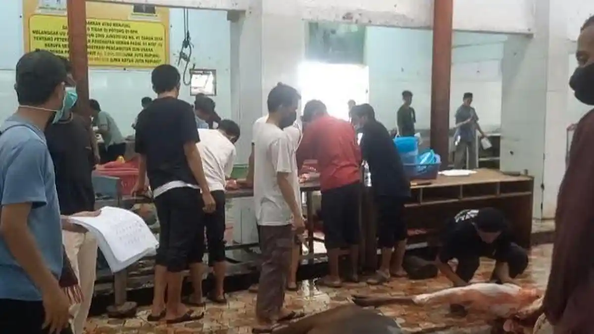 Ditemukan Cacing Hati Pada Beberapa Sapi Kurban di Kota Kendari, Ini Penjelasan Dokter Hewan