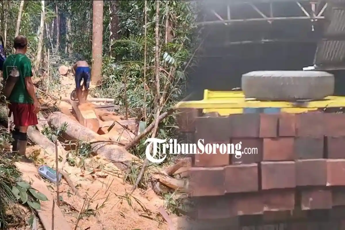 Masyarakat Adat Ungkap Pola Praktik Illegal Logging di Papua Barat Daya: Beraksinya Malam Hari