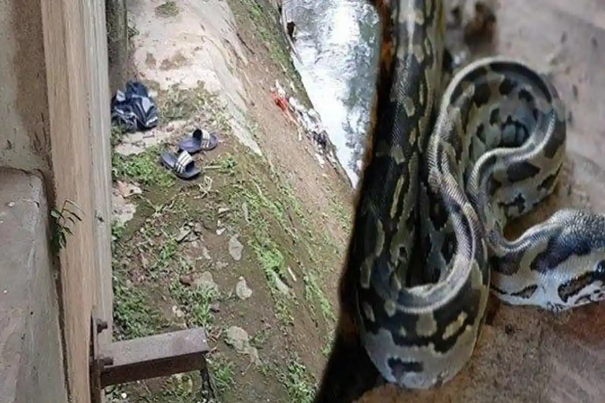 Niatnya Ingin Tangkap, Bocah di Tangsel Malah Tewas Dililit Ular Sanca