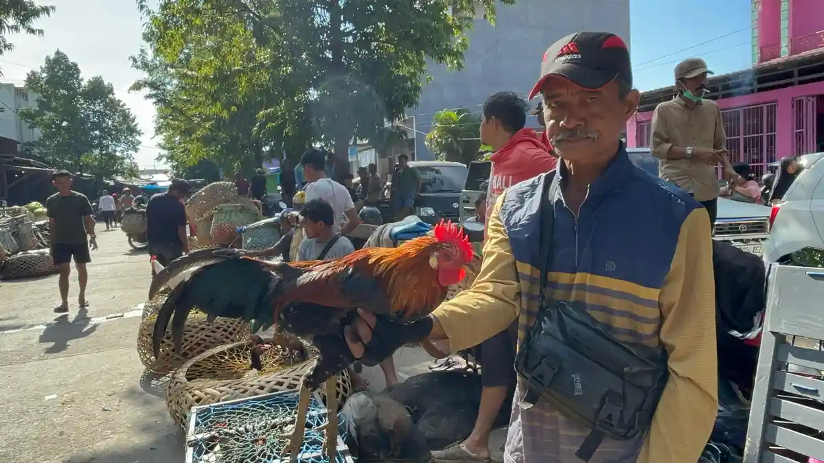 Harga Ayam Kampung di Polman Tembus Rp100 Ribu Per Ekor di Momen Natal dan  Jelang Pergantian Tahun - Tribun-sulbar.com