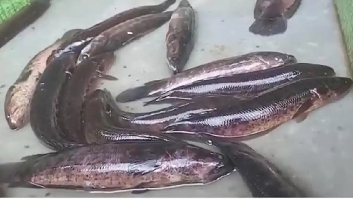 Pasokan Aman, Harga Ikan di Banjarbaru Stabil