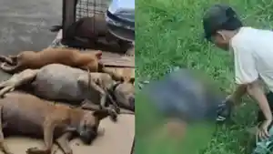 Pengakuan-Pemilik-Anjing-Pemburu-Babi-Hutan-yang-Gigit-Bocah.jpg