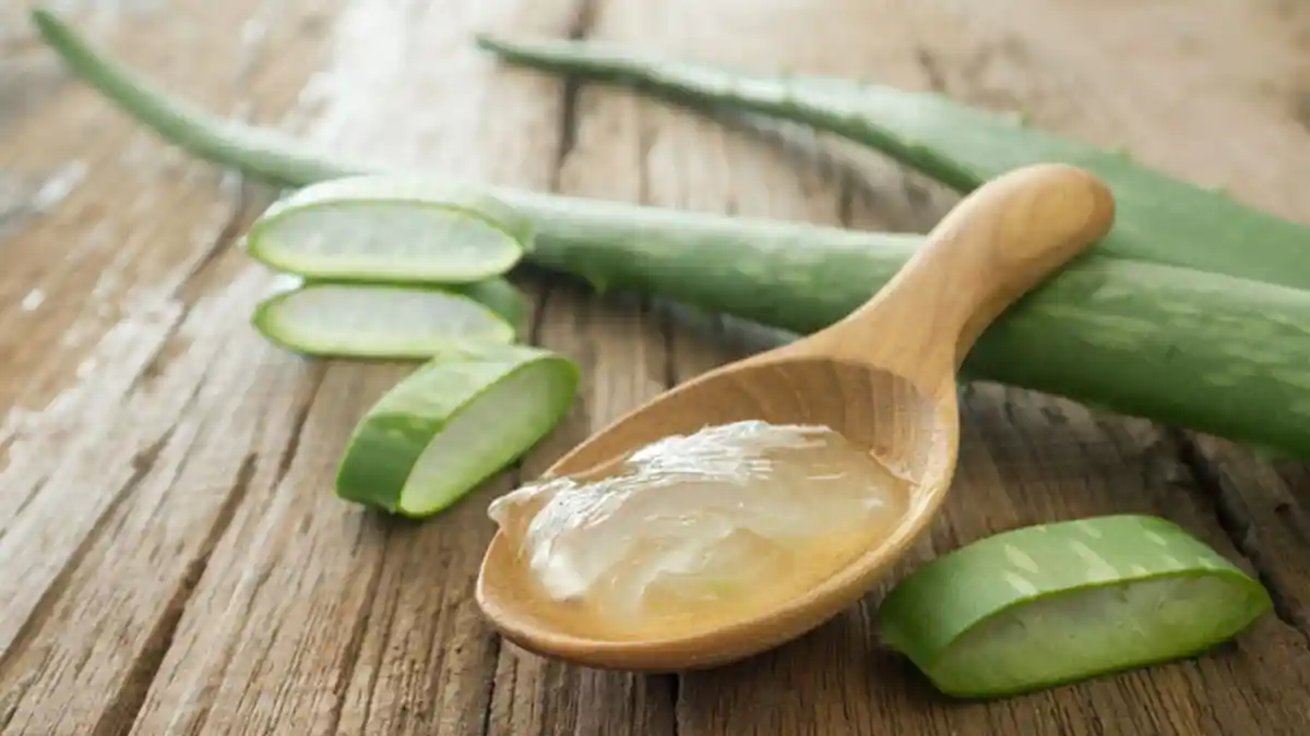 Asam Lambung Kumat, Ini Manfaat Lidah Buaya untuk Atasi GERD dan Penyakit Lainnya
