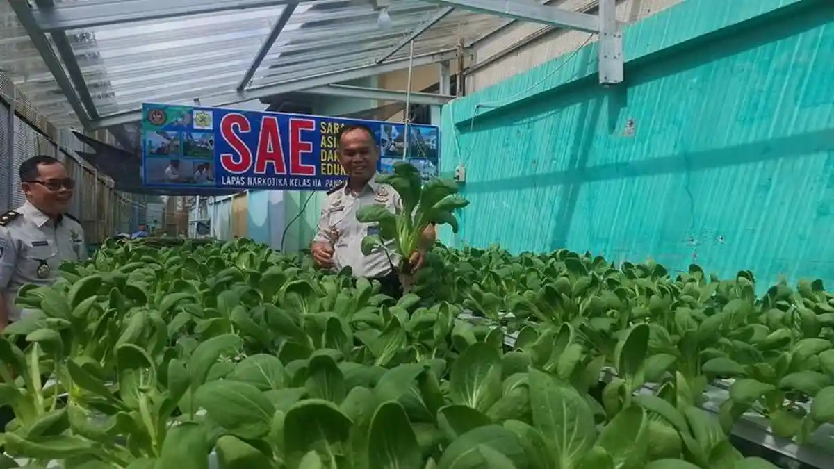 Lapas Narkotika Sukses Budi Daya Pakcoi Hidroponik