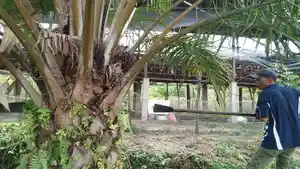 sawit-singkilutara.jpg