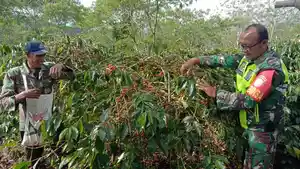 Sertu-Seno-di-kebun-kopi-dalam-rangka-meningkatkan-sinergitas-dan-Komunikasi-Sosial.jpg