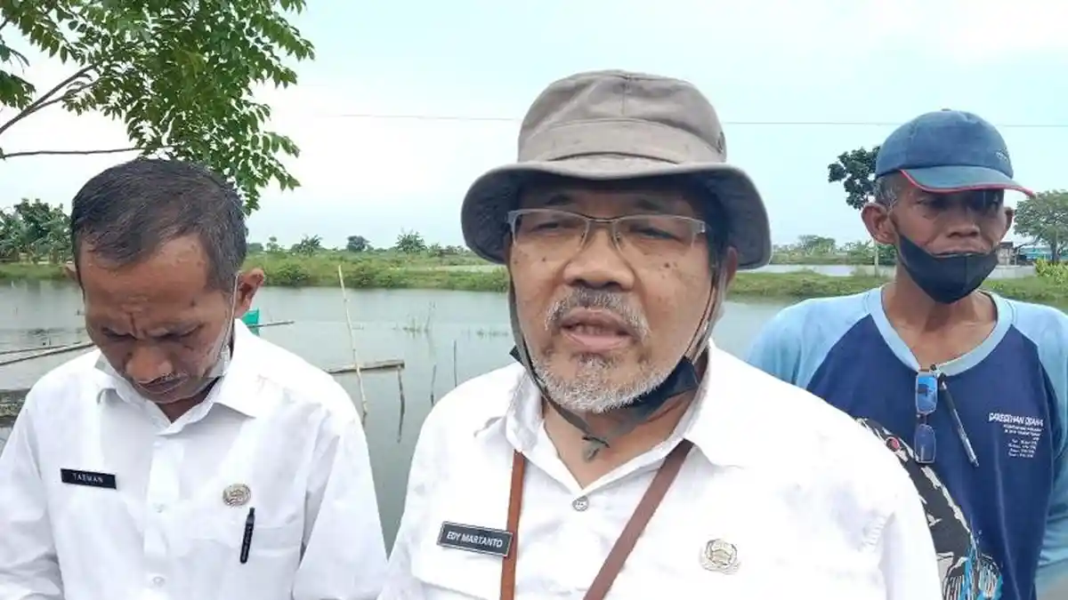 Ribuan Hektare Tambak di Pati Terdampak Rob, Petambak Rugi Puluhan Miliar Rupiah