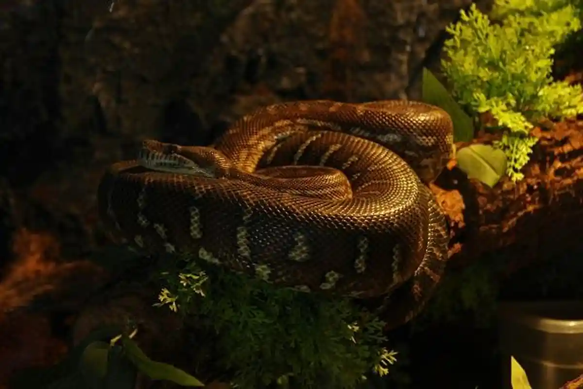 Bocah 8 Tahun Warga Tegal Tewas Digigit Ular Welang di Dekat Mesin Cuci, 20 Vial Antibisa Tak Mempan