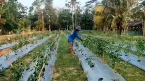 Tanaman-Cabai-di-Pekarangan.jpg