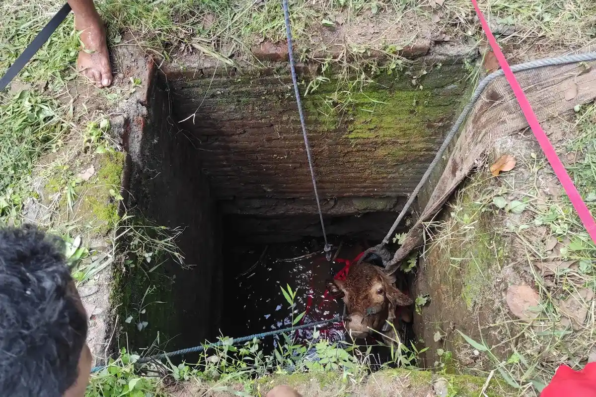 Sapi Hilang Sempat Dikira ada yang Mencuri, Ternyata Tercebur ke Sumur, Evakuasi Cukup Sulit
