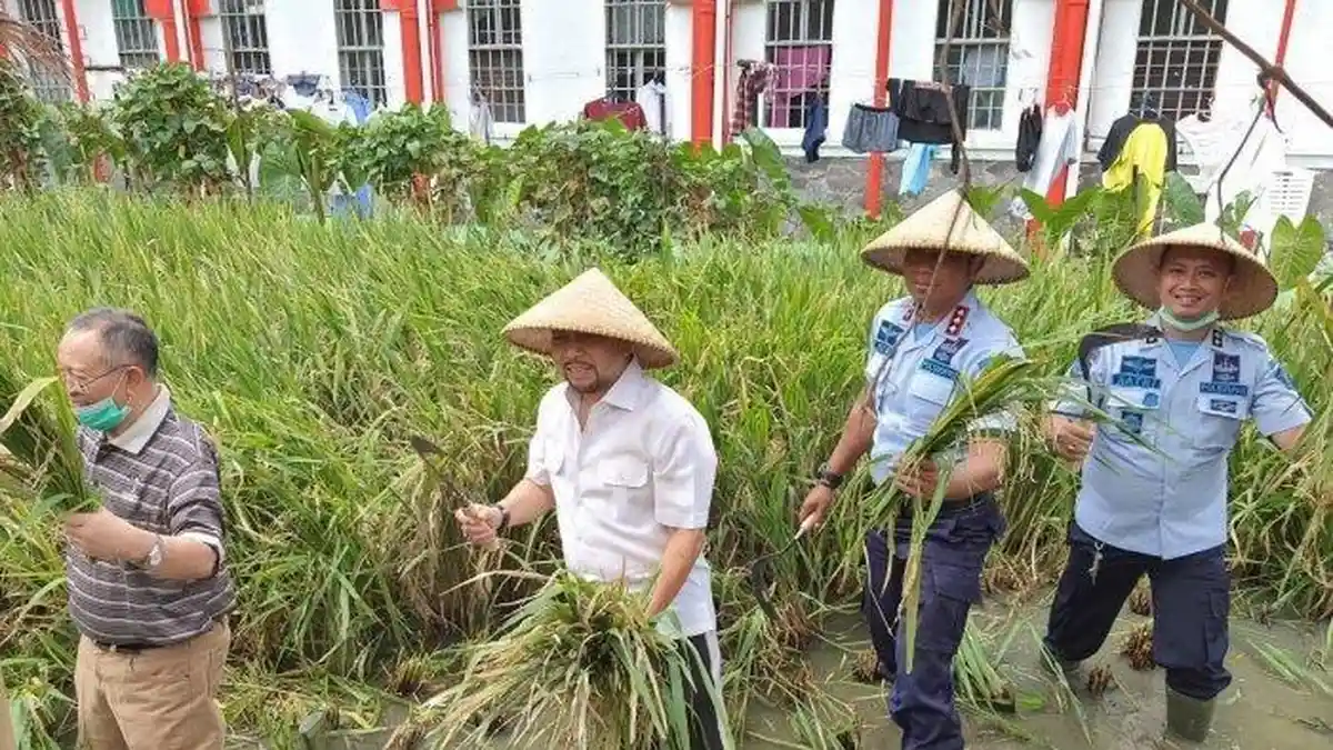 Setnov Jadi Petani Panen Padi di Sukamiskin, Penampilannya Berubah 180 Derajat