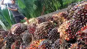panen-sawit.jpg