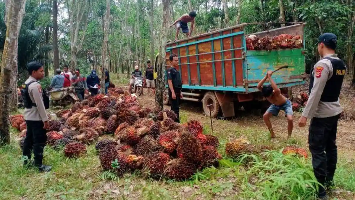 Petani di KUD BSA Bisa Panen Sawit Dengan Aman Berkat Pengamanan dari Polres OKI