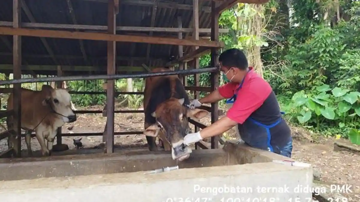 Dinas Pertanian Kabupaten Solok Sumbar Gencarkan Edukasi Cegah PMK pada Ternak