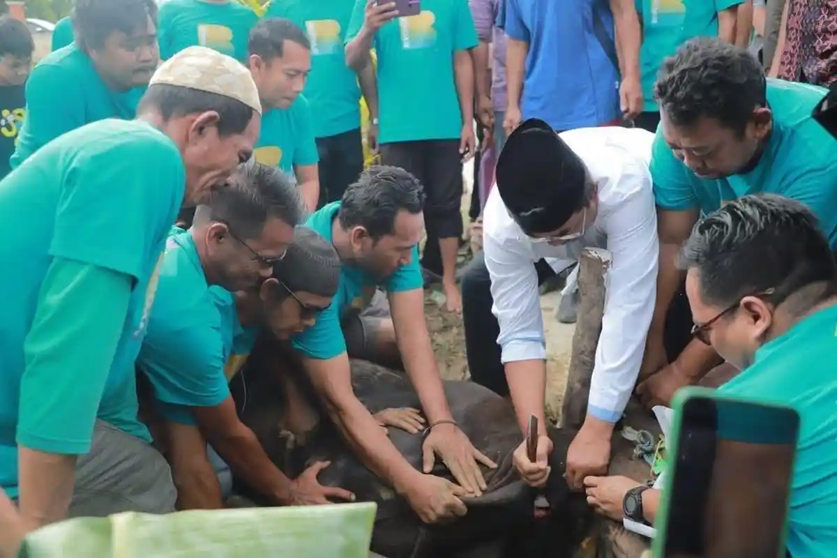 Pemkab Tanjabbar Jambi Sembelih 64 Hewan Kurban Serentak di Hari Raya Idul Adha