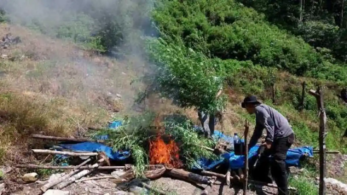 Polisi Obrak-abrik Ladang Ganja Seluas 6 Hektare di Akang Siwah