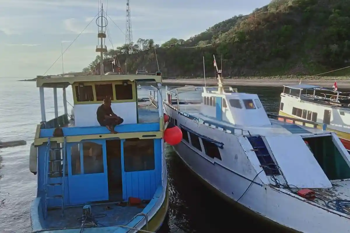 Mengenal Ritual Pu'a Karapau, Proses Muat Kerbau Adat di Palue