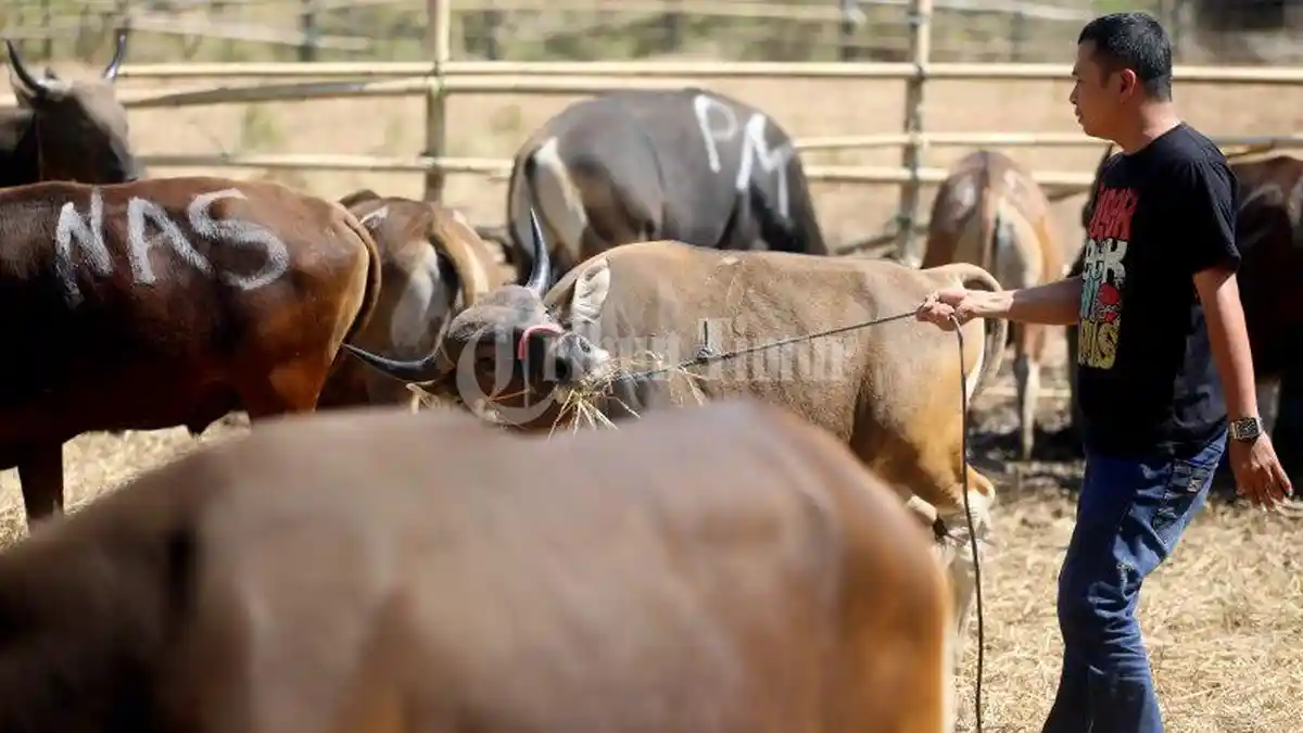 Hari Raya Idul Adha-- Ini Amalan Sunnah Saat Berkurban dan Kesalahannya Menurut Ustad Adi Hidayat