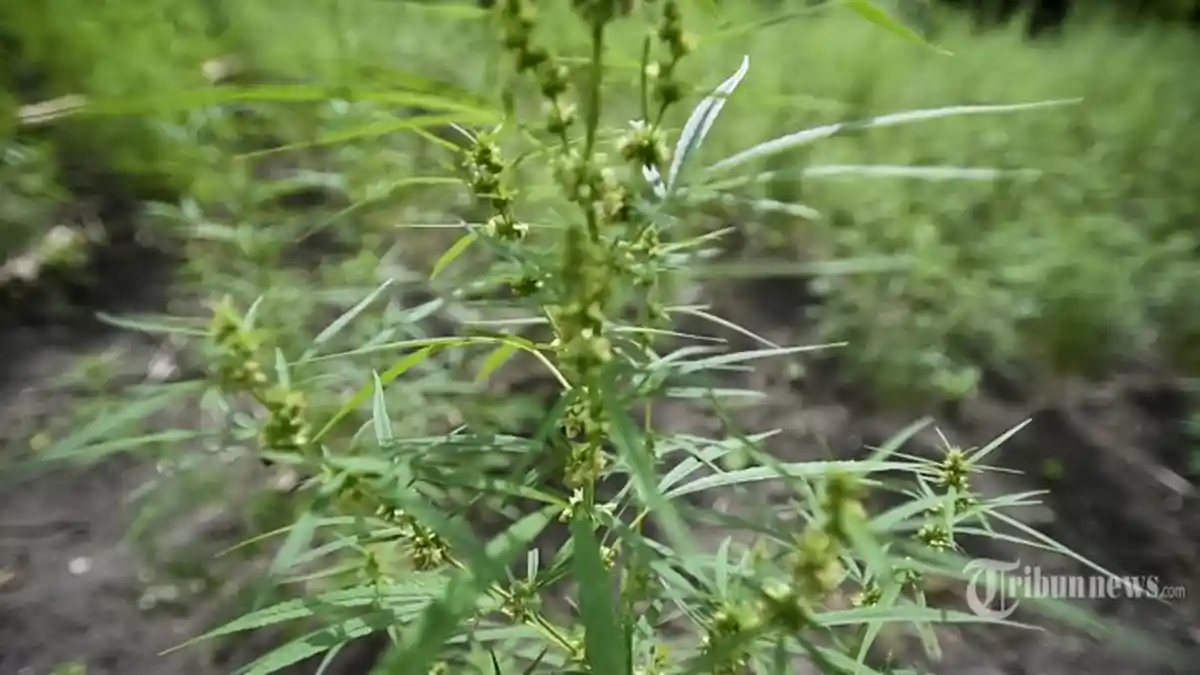 Pelukis Tanam Ganja di Kebun Halaman Rumah, Ini Reaksi Tetangga