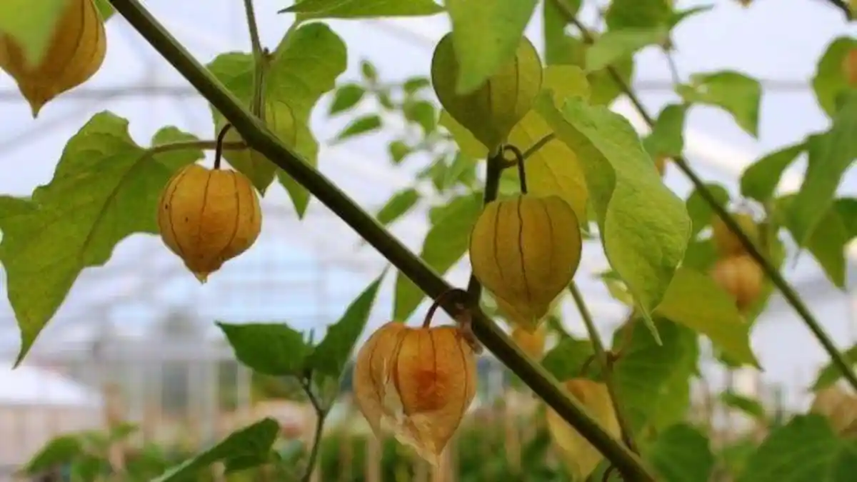 Manfaat Buah Ceplukan yang Dulu Dicampakkan, Kini Diburu dan Harganya Selangit!