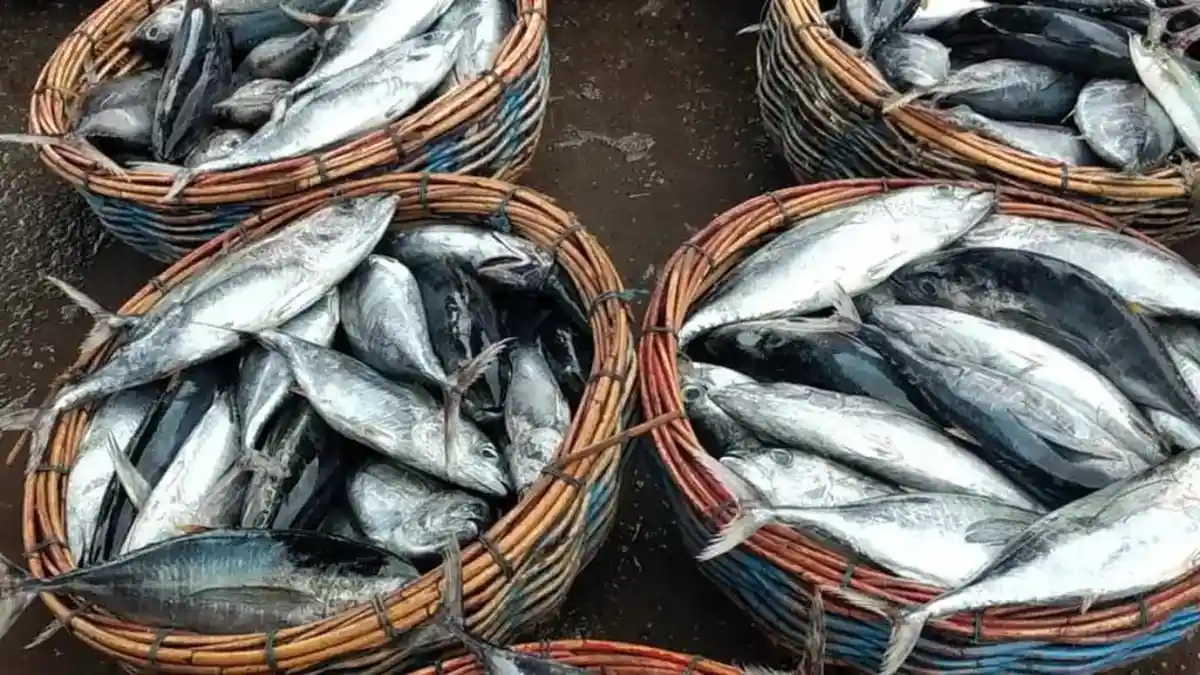 Harga Ikan Laut di Belitung Melambung, Tongkol Tembus Rp28 Ribu per Kg