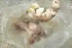 teror-kepala-ayam-di-manggarai.jpg