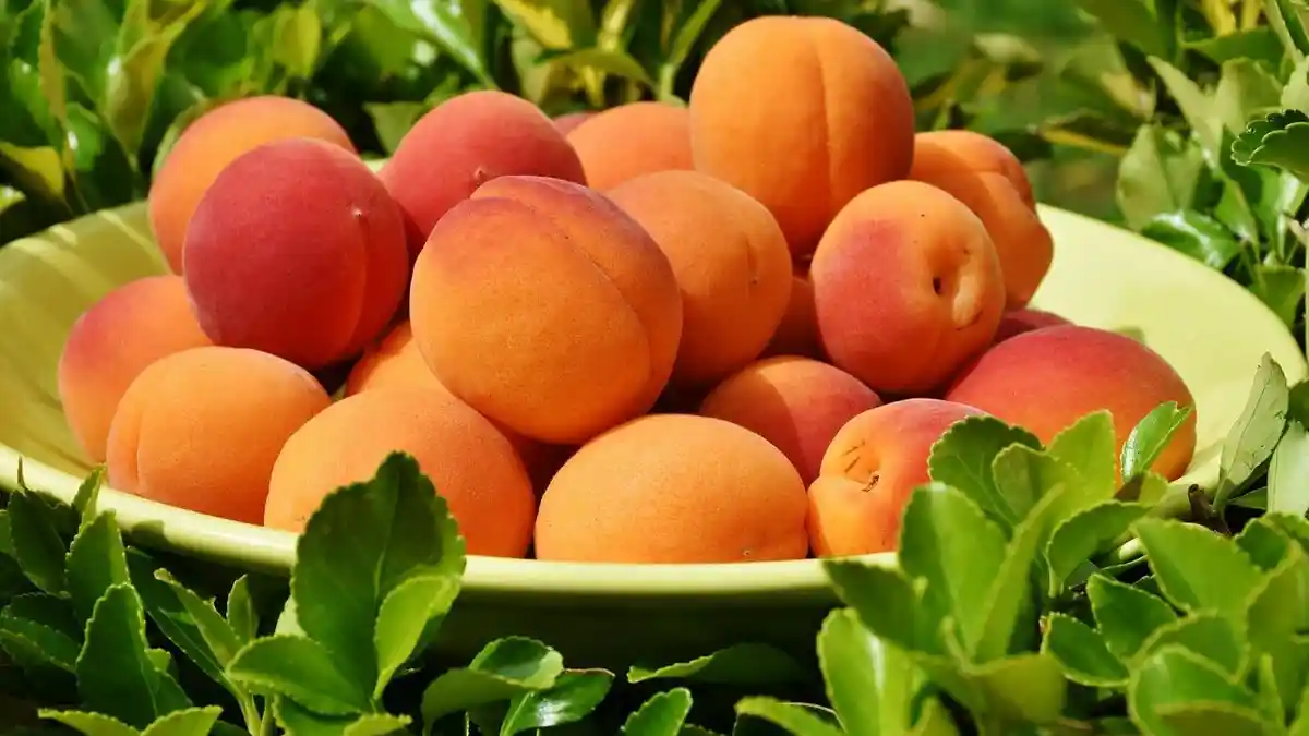 8 Arti Mimpi Buah Persik, Pertanda Hal-Hal yang Membahagiakan Segera Menghampiri Anda