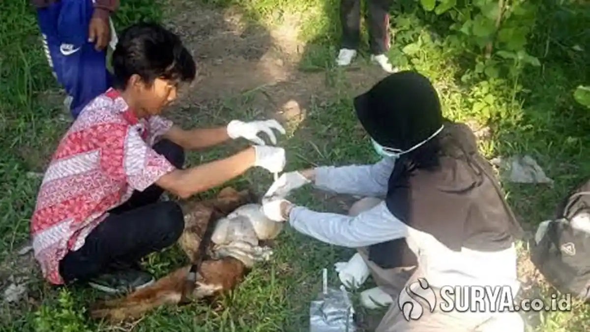 Disperta Pacitan Lakukan Ini untuk Mencegah Serangan Hewan Buas Terhadap Kambing Milik Warga