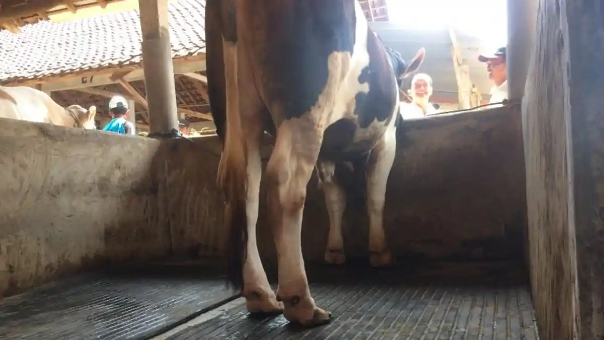 Mengenal Fungsi Karpet di Kandang Sapi di Kelompok Tani Ternak Subur Lestari Karanganyar