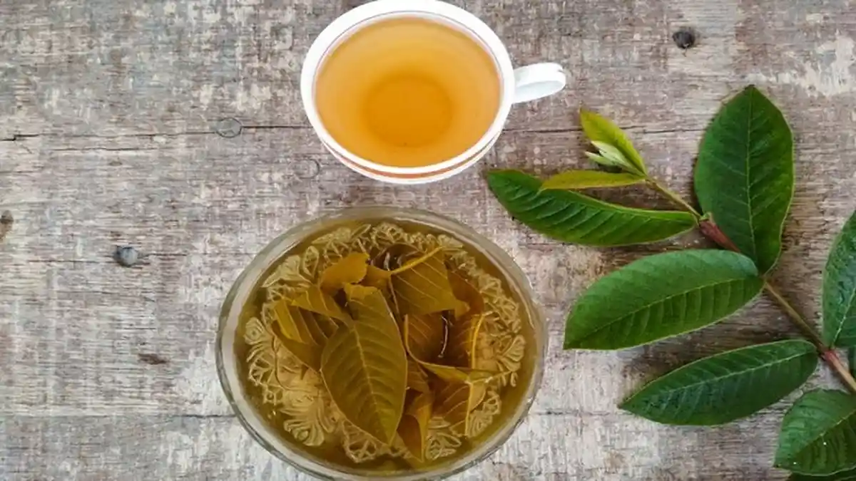 Cara Olah Teh Daun Jambu, Banyak Manfaatnya Termasuk Mengurangi Risiko Penyakit Kanker