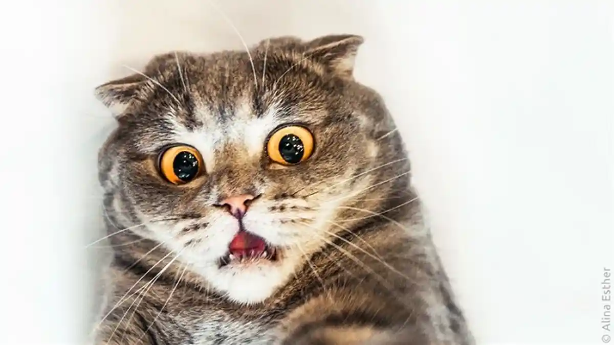 Hewan Imut, Ini Alasan Kucing Kenapa Sungguh Imut nan Menggemaskan