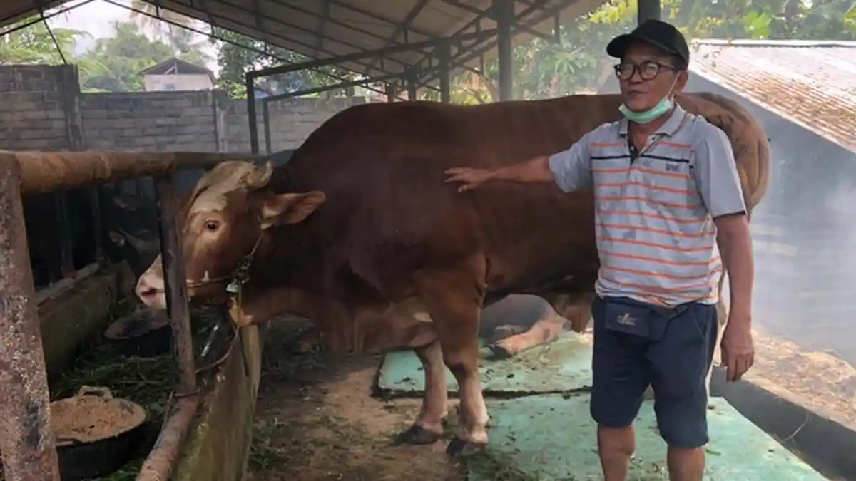 Proses Pencernaan Pada Hewan Ruminansia dan Bagian Lambung Pemamah Biak