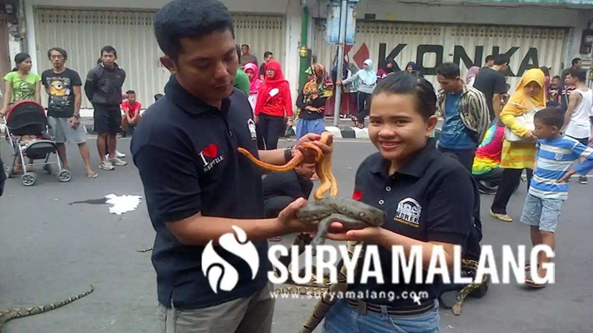 Pria Ini Pelihara Ratusan Ular Sanca, Cobra, Anaconda, Lalu Dilepas, Buat Apa?