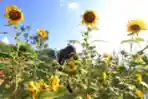 Perawatan Kebun Bunga Matahari