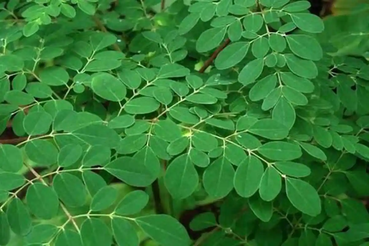 Tak Banyak yang Tahu Kalau Daun Kelor Punya Manfaat Luar Biasa, Khasiatnya Sangat Bermanfaat