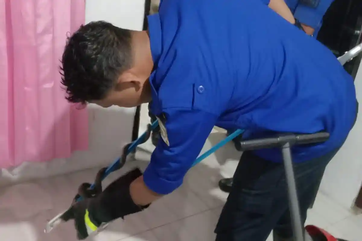Damkar Kerahkan Tim Lagak Evakuasi Ular Kobra Bersarang di Rumah Warga