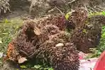 sawit-tbs.jpg