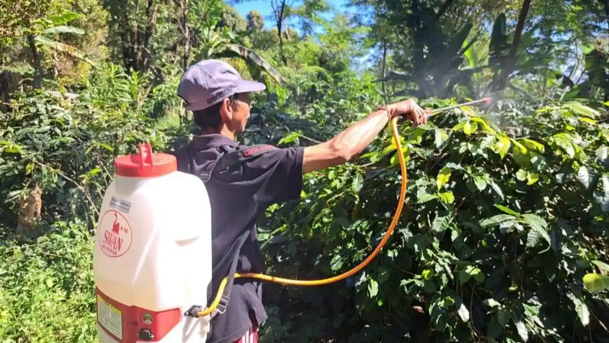 Pemkab Buleleng Segera Kantongi Sertifikat Indikasi Geografis Kopi Robusta Lemukih
