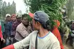 temuan-puluhan-ribun-pohon-ganja-di-lereng-Gunung-Semeru-Lumajang.jpg
