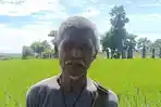 Petani di Kambera Sumba Timur Keluhkan Jatah Pupuk Subsidi dan Serangan Hama