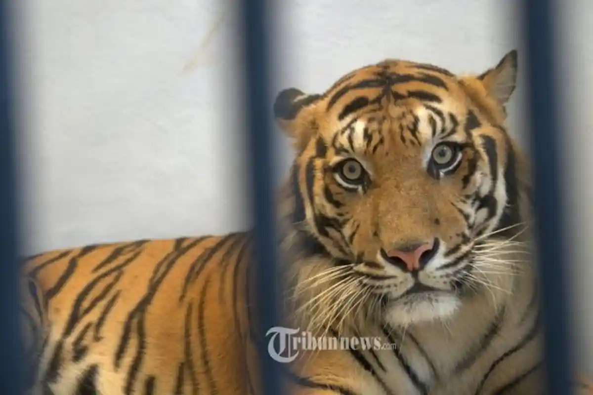 Katemin Ungkap Cerita saat Hadapi Harimau, Selamat Setelah Bicara Ini Sambil Tatap Mata Harimau