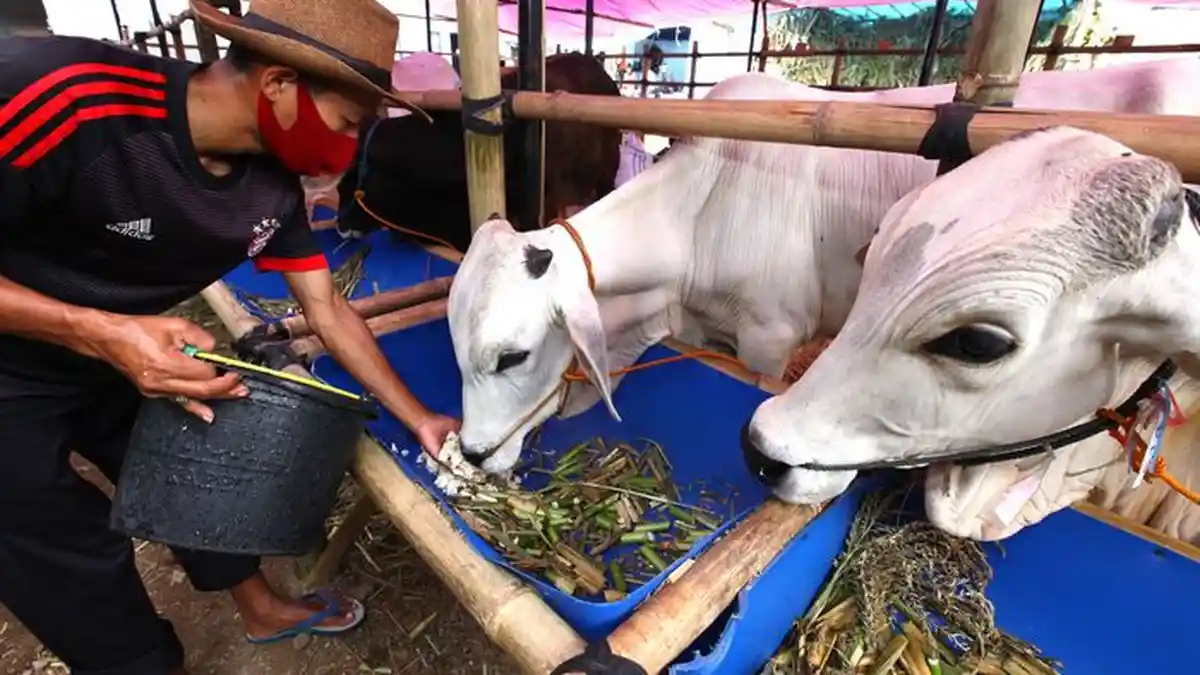 Update Harga Hewan Kurban Jelang Idul Adha 2020, Kambing Mulai Rp 1 Jutaan